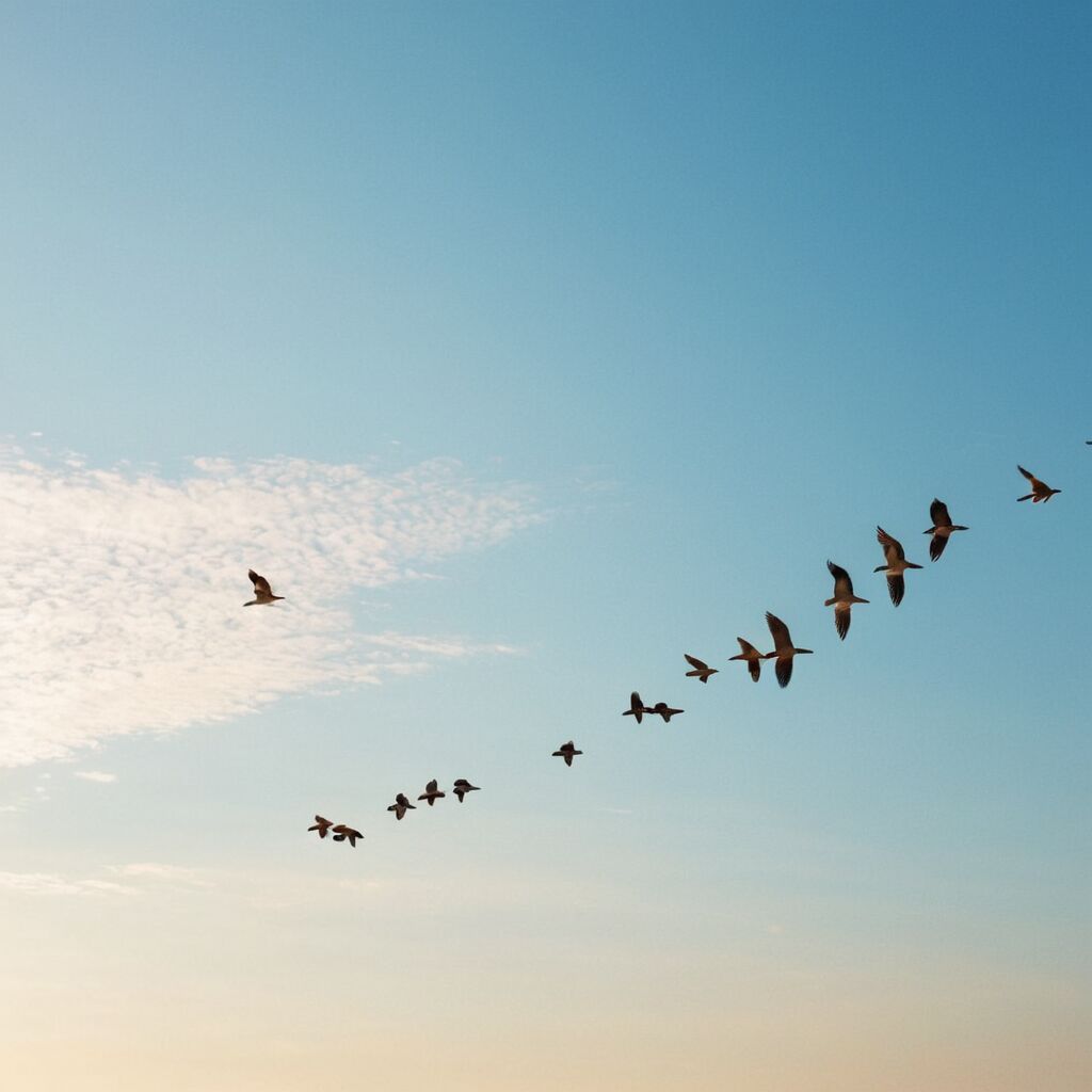 Vögel der gleichen Feder: Die Bedeutung von Gemeinschaft und Zusammenhalt in der Gesellschaft