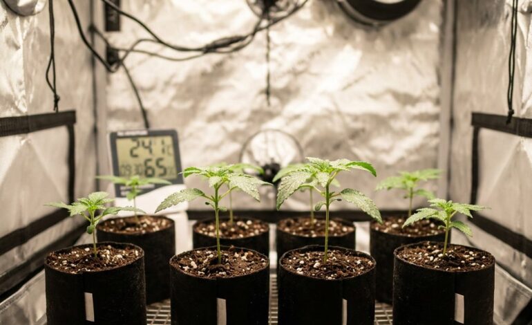 Cannabis-Eigenanbau seit dem CanG: Was erlaubt ist und wie der Einstieg gelingt
