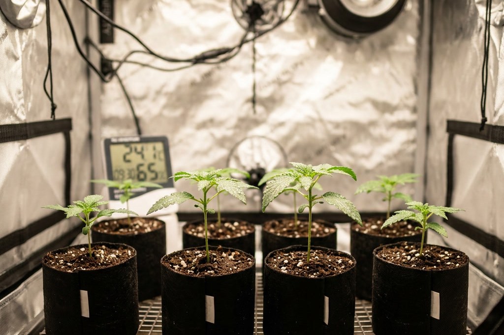 Cannabis-Eigenanbau: Was seit dem CanG legal ist